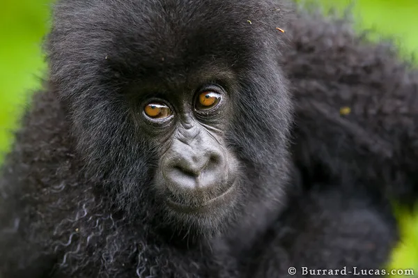 Baby Gorilla Baby Gorilla