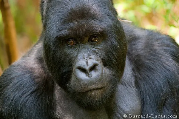 Mountain Gorilla Mountain Gorilla